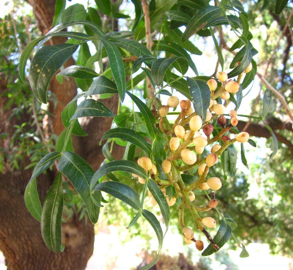 بَنه / پسته کوهی